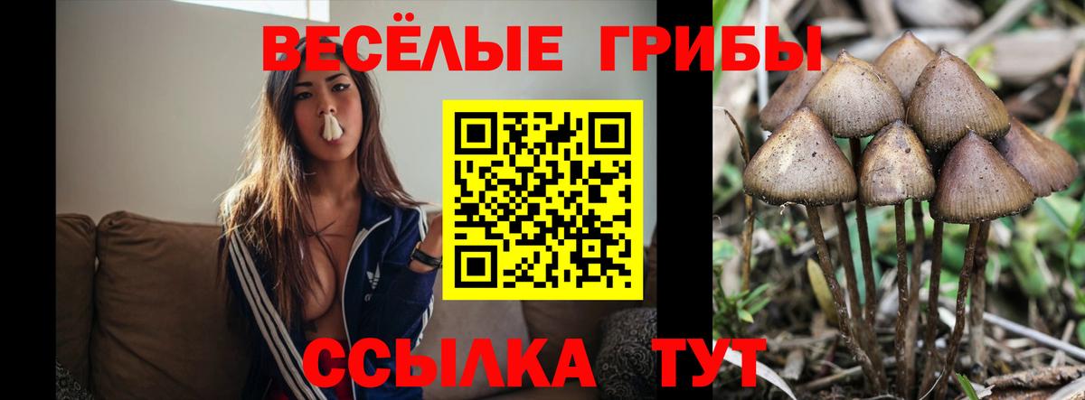 Галлюциногенные грибы MAGIC MUSHROOMS  Псилоцибиновые грибы мицелий  Вход с VPN  Грязи 